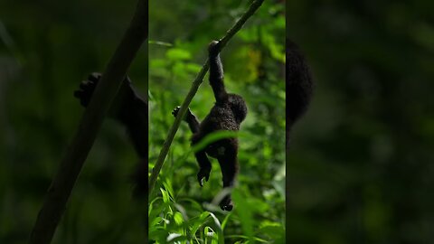 "Baby The rise and fall of a baby gorilla gorillas in the wild"