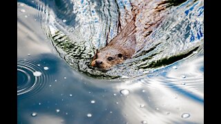 How to Survive a Beaver Attack