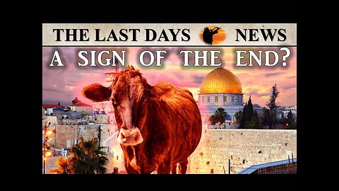 Prophetic Excitement Builds: Sacrificing the Red Heifer - Building the 3RD Temple is Going to Happen