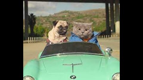 CAT AND DOG ROAD TRIP