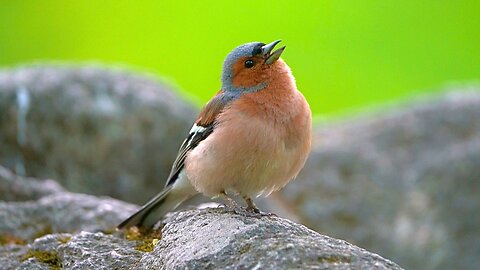 Short Calls of a Eurasian Chaffinch Male "Bae, Where You At?"