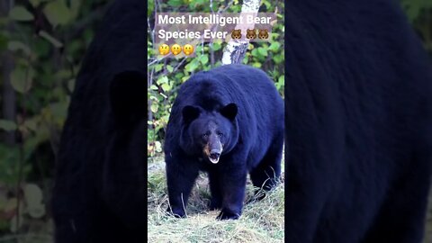 Most Intelligent Bear Species Ever 🐻 🐻🐻🤔🤭🤭