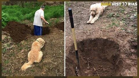 Pai cava a cova do cachorro após veterinário sugerir sacrifício, mas um telefonema mudou o seu fim