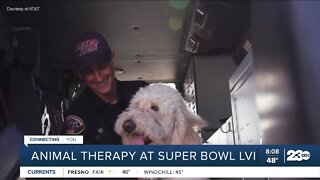 Animal therapy dogs deployed to support first responders at the Super Bowl