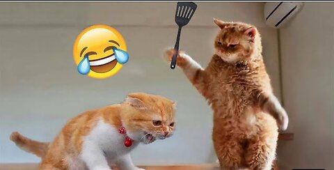 Funniest Cat🐈😺 and dogs🐶🐕 | Funny Animal Videos