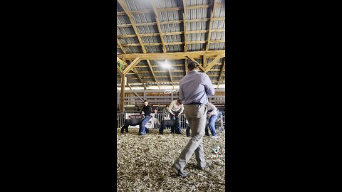 Judging Sheep in Pike, NY.