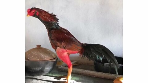 fotos de galos combatentes.os mais lindos da internet part 4.roosters beautiful of the internet