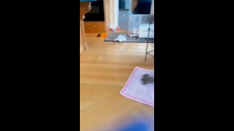 Amazing funny animals video