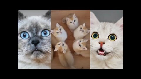 Funny Cat Videos Compilation - Cats Fun Animals Compilation Videos - Funny Pet Videos 2022.