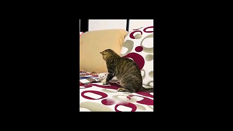 Funny_Animal_Videos_Of_The_Day_122!_😂😂_#memes_#dankmemes_#coub_#shorts