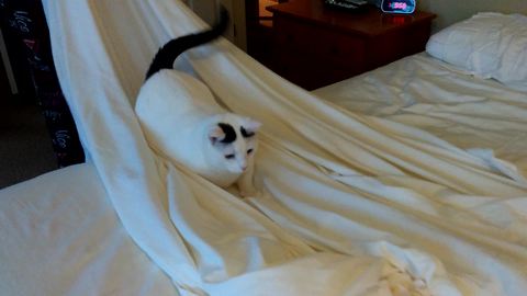 Cat defiantly refuses to give up bed sheets