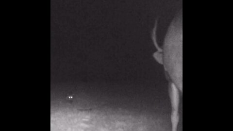 Racoon Photobombs Deer Sniffing Camera!