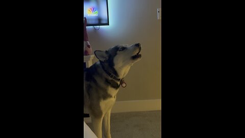 TALKING HUSKY