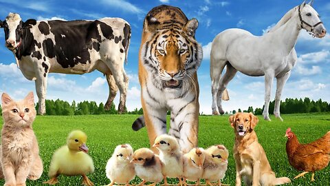 Interesting Cute Animal Sounds of Tiger,Cow,Cat,Dog,Horse, Duck, Chicken#viralvideo #youtube