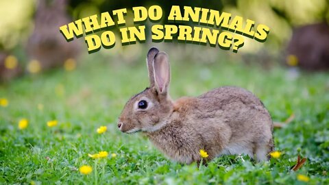 Epic: What Do Animals Do In Spring?