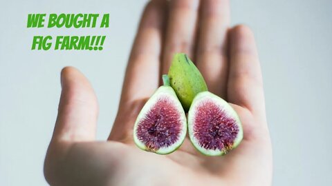 Amazing Fig Farm!!! | Building A Cold Hardy Fig Farm!!