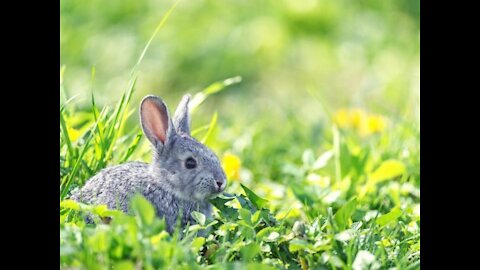 Prevention of worms (helminths) in rabbits