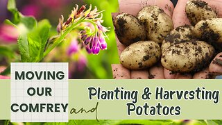 Homestead Update: Relocating Comfrey, Planting Potatoes, and Harvesting Surprises