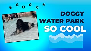 Water Park for Dogs