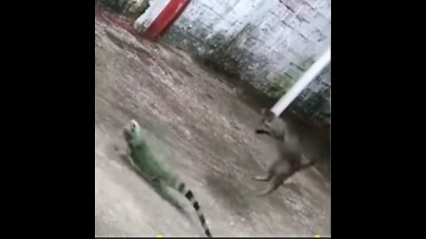 Chameleon cat loses his mind