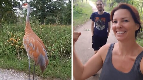 Sandhill Cranes Chase Joggers Away From Their Baby