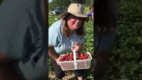Strawberry Picking! 🍓🍓
