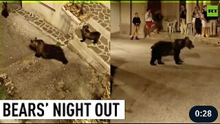 Mama bear takes her cubs on a stroll through Italian village