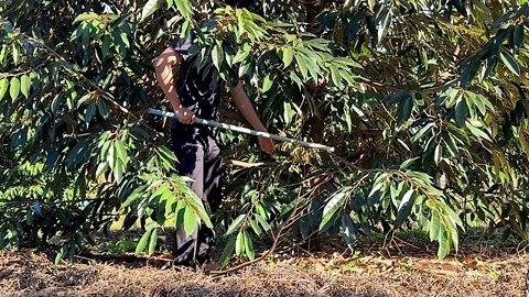 Pruning durian trees