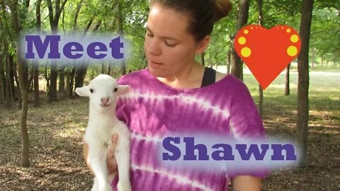 Shawn the Lamb Introduction