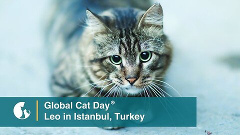 Meet Leo, a Beloved Istanbul Resident - Global Cat Day 2023