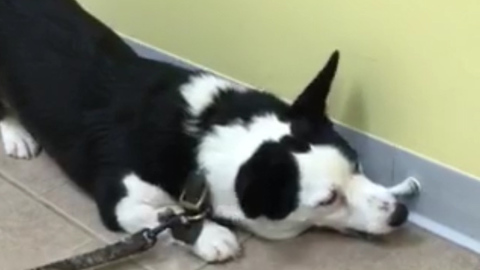 Puppy goes crazy over doorstop at veterinary hospital