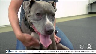 ADOPTION OPTION: Day the dog at Nebraska Humane Society