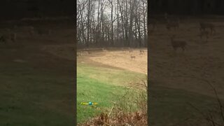 Deers in my Backyard