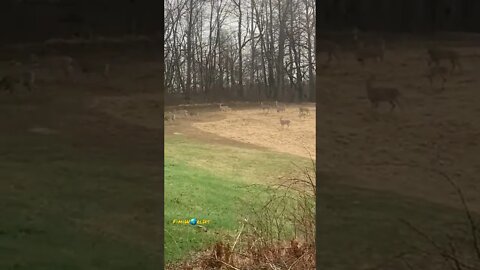 Deers in my Backyard