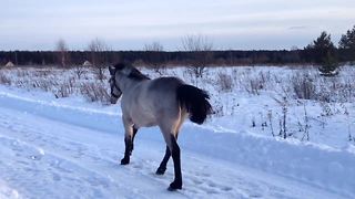 Playful horse makes it clear who her best friend is