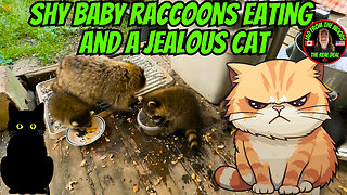Shy Baby Raccoons Eating And A Jealous Cat
