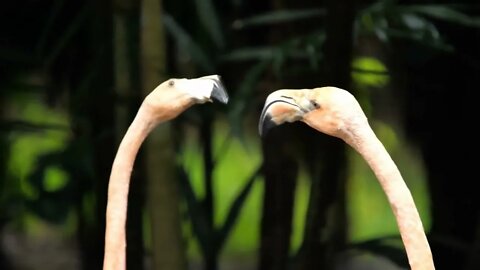 Caribbean flamingos portrait fighting beak to beak south American habitat blurry background