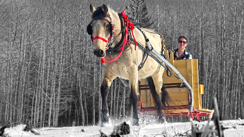 Kips Sleigh Run March 2024