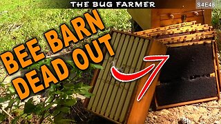 Bee Barns are Weak and Dead! | I neglected the home bee yard this season. #beekeeping #bees