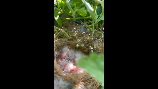 Baby birds in my plant