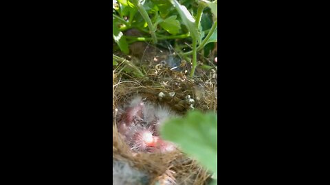 Baby birds in my plant