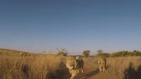 George & Yame's journey! | The Lion Whisperer