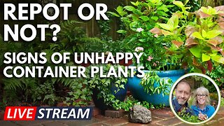 💚 Live | Repot or Not? Signs of Unhappy Container Plants 😮