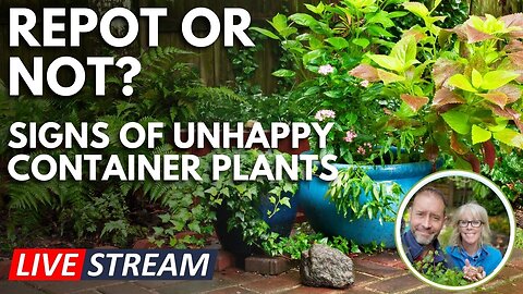 💚 Live | Repot or Not? Signs of Unhappy Container Plants 😮