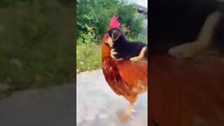 A puppy rides a rooster! What an unusual friendship!! 🐾🐕🐔#shorts