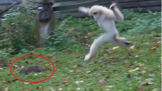 Gibbons Tell Intrusive Rat He's Not Welcome In The Enclosure