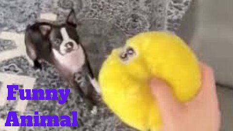 💥Funny Animal Viral Weekly😂🙃of 2020 | Funny Animal Videos💥👌