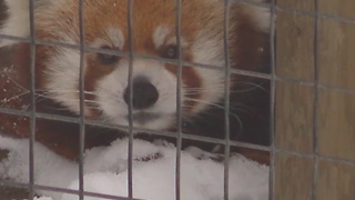 Zoo Boise open in snow