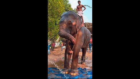 Elephant bath in india kerala by people