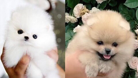Ultimate Baby Dogs - All time Cute And Funny Dog Videos Compilation